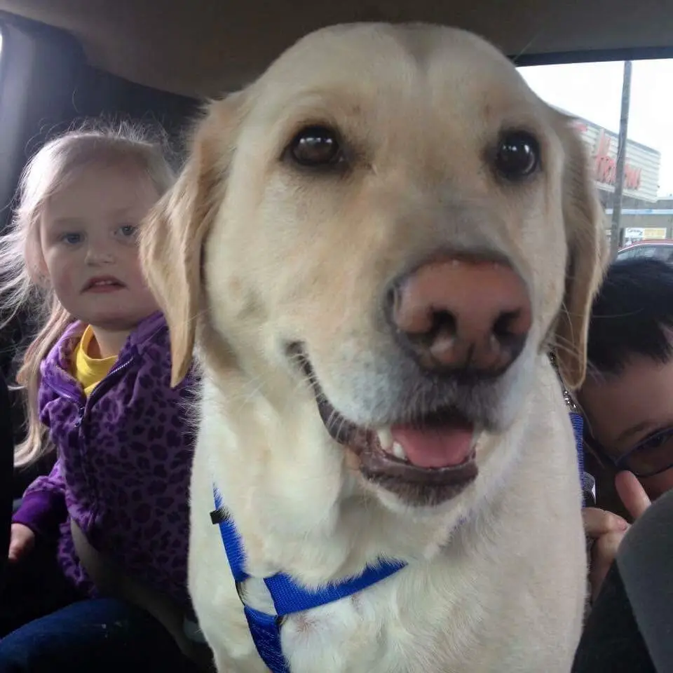 A close-up photo of a yellow Labrador Retriever wearing a blue harness, looking directly at the camera with its mouth…