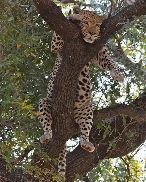 Behold the beauty of the majestic jaguar