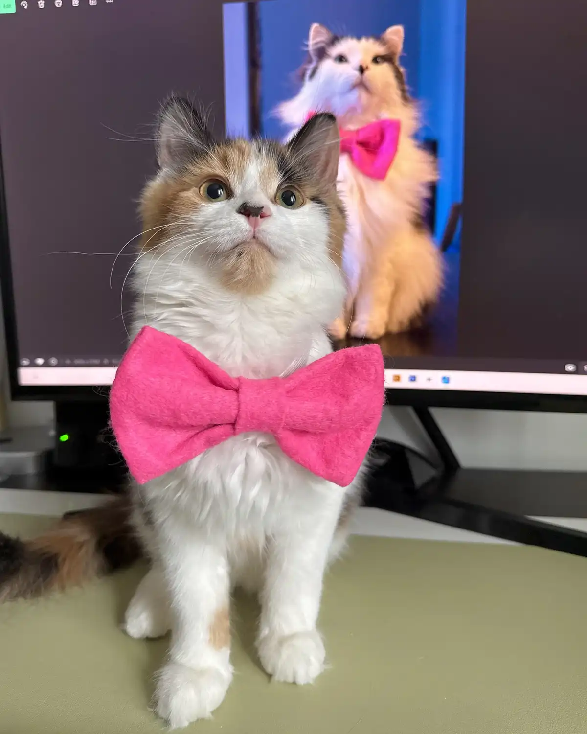 A fluffy calico cat wearing a bright pink bow tie sits on a desk in front of a computer monitor. The monitor displays an…