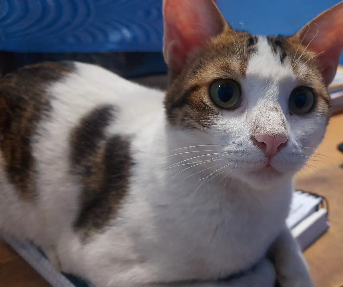 A close-up photo of a calico cat with wide, startled-looking green eyes and a white face, sitting on a wooden surface with a…