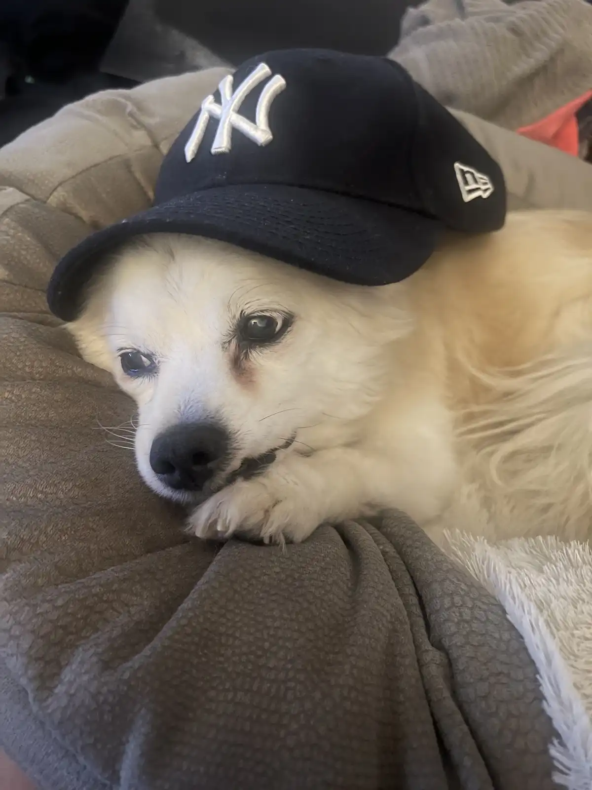 A small, fluffy white dog with a sad, tired expression lies on a brown blanket, wearing a black New York Yankees baseball…