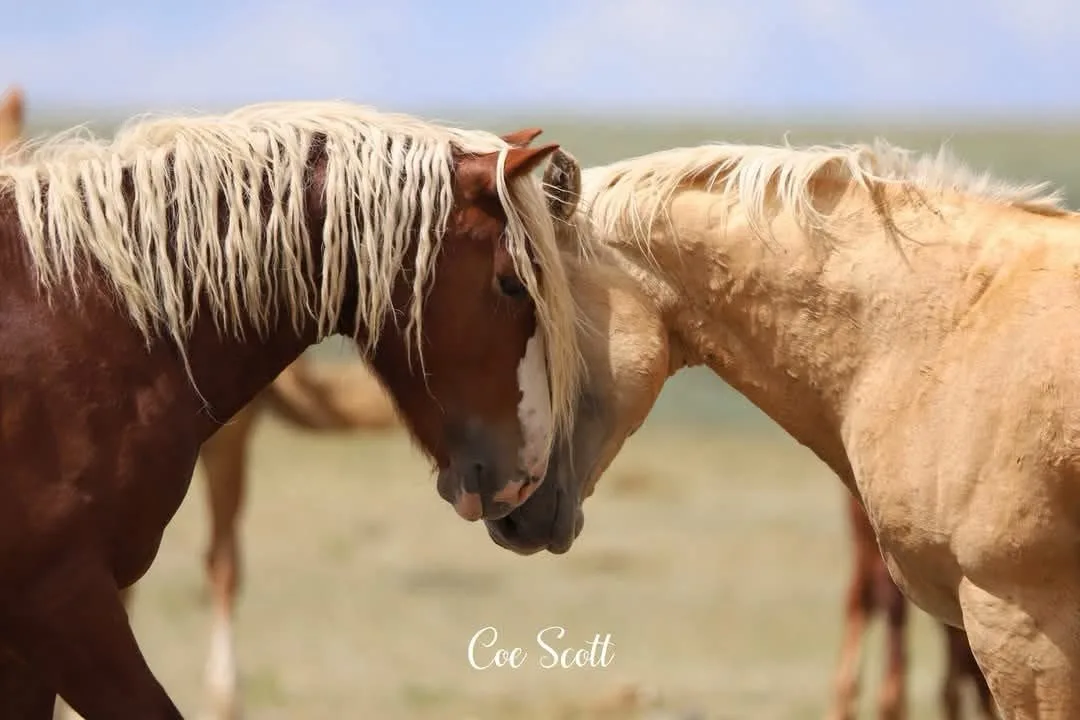 Two horses with long, shaggy blonde manes are nuzzling each other affectionately in a grassy field under a blue sky. The…