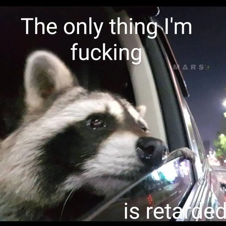 A raccoon peers out of a car window at night, its paw resting on the side mirror, with the overlaid text reading 'The only…