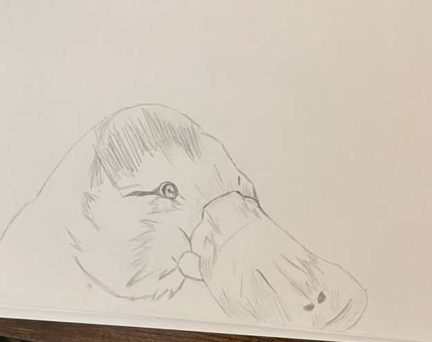 A pencil sketch of a platypus's head, drawn in profile on white paper, with visible shading and a single eye. The overlaid…