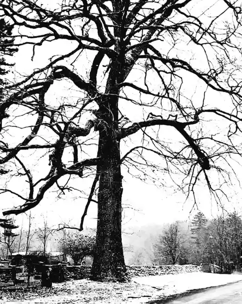 A black-and-white photo shows a large, leafless tree with gnarled branches against a snowy landscape. The tree's silhouette…