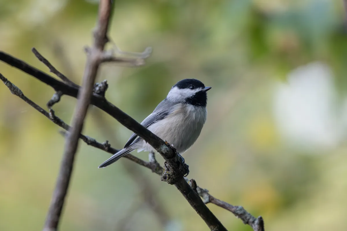 Birdwatching adventures in Virginia this September and October!