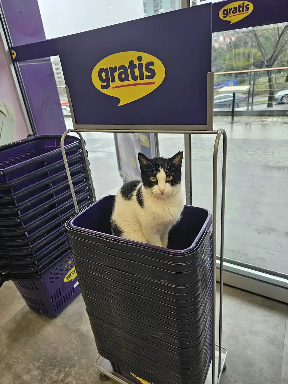 A black-and-white cat sits calmly inside a stack of purple shopping baskets inside a store, with a large purple sign above…