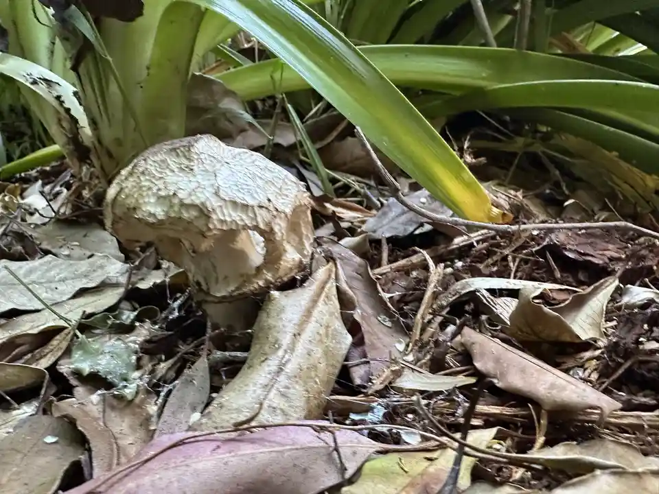 What kind of mushroom is this, anyway?