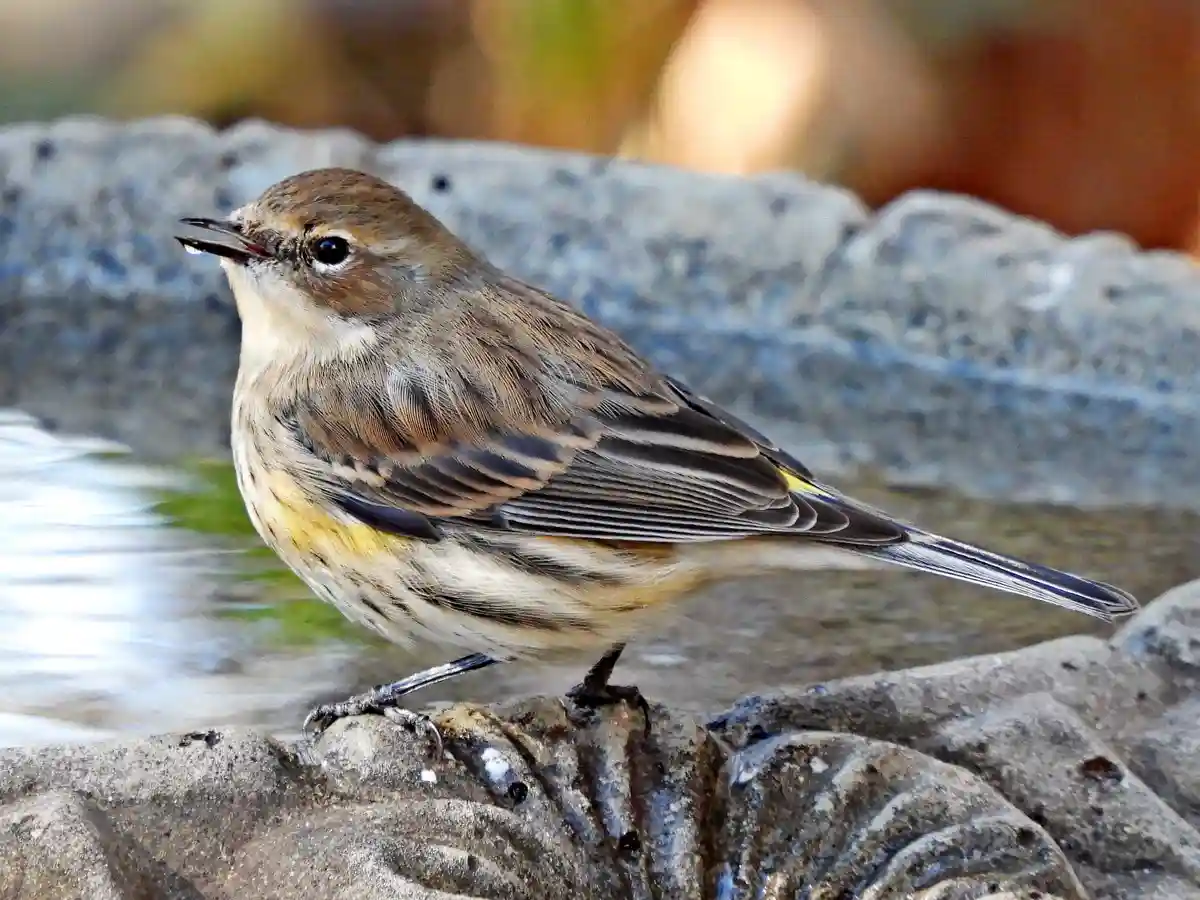 Spotting the Yellow-rumped Warbler in Summerville, SC