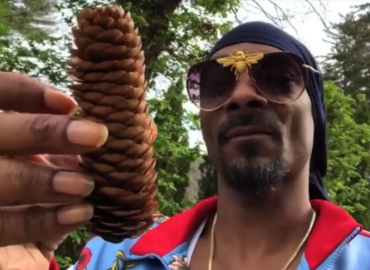 Snoop Dogg holds a large pinecone in his hand while wearing sunglasses with a bee perched on the lens, set against a green…