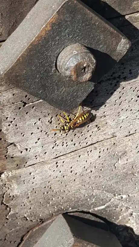 Wasp: The Buzzing Insect That Commands Attention
