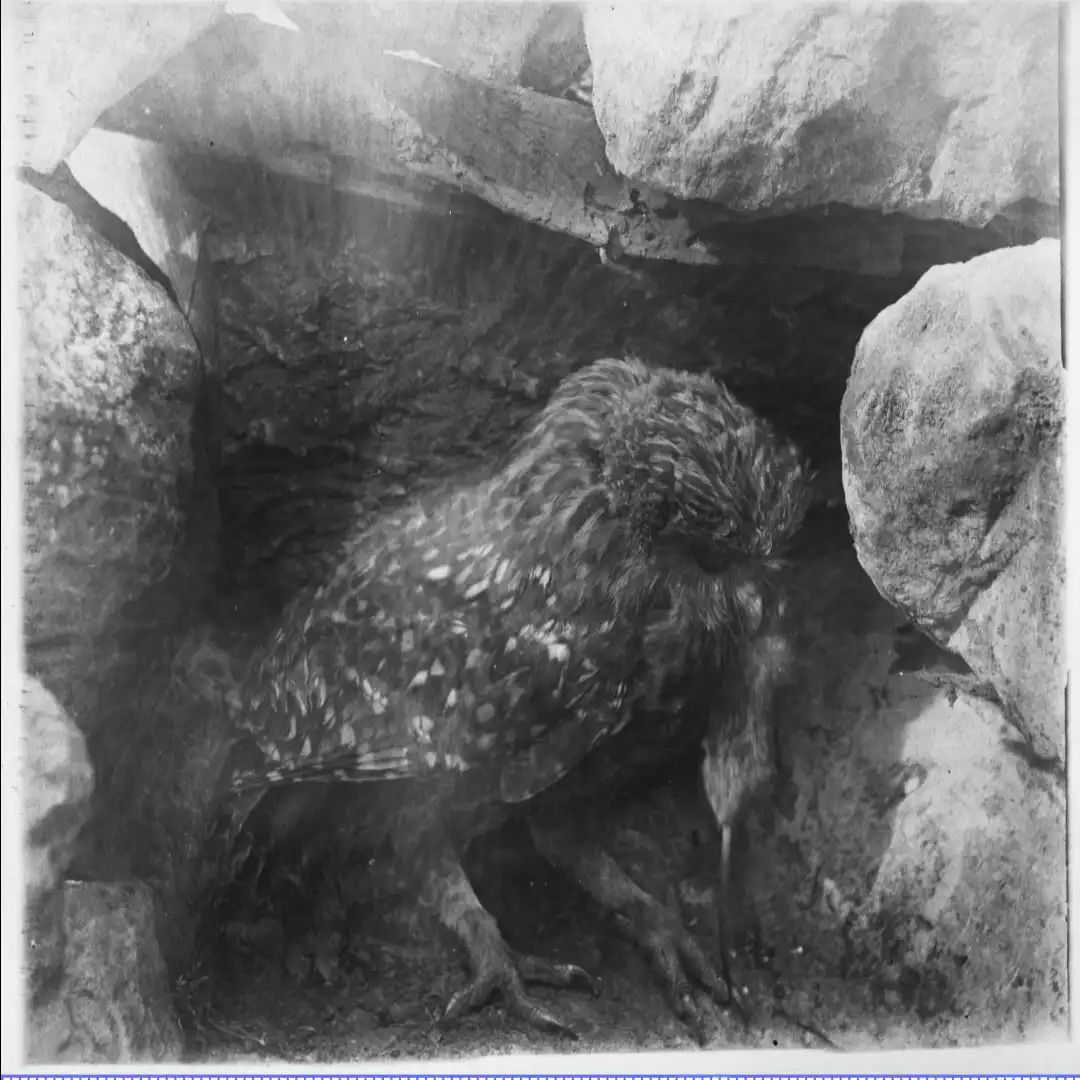 A vintage black-and-white photograph shows a large, fluffy bird with mottled feathers, resembling an owl, hunched over in a…