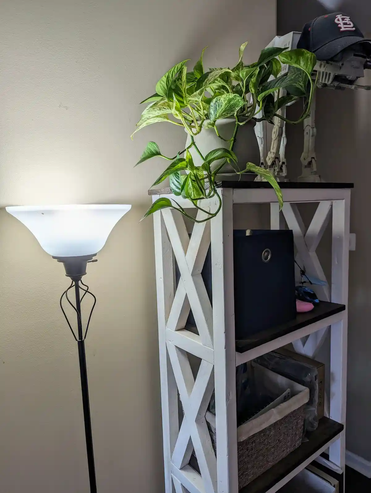 Witness the Transformation: 8 Months of Growth on My Marble Queen
