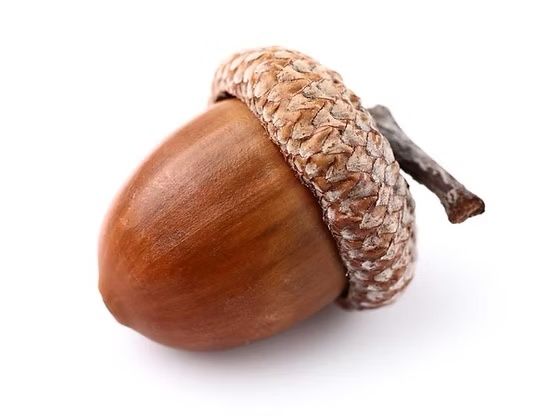 A close-up studio photo of a single acorn against a plain white background, showing its smooth brown nut and textured, woven…