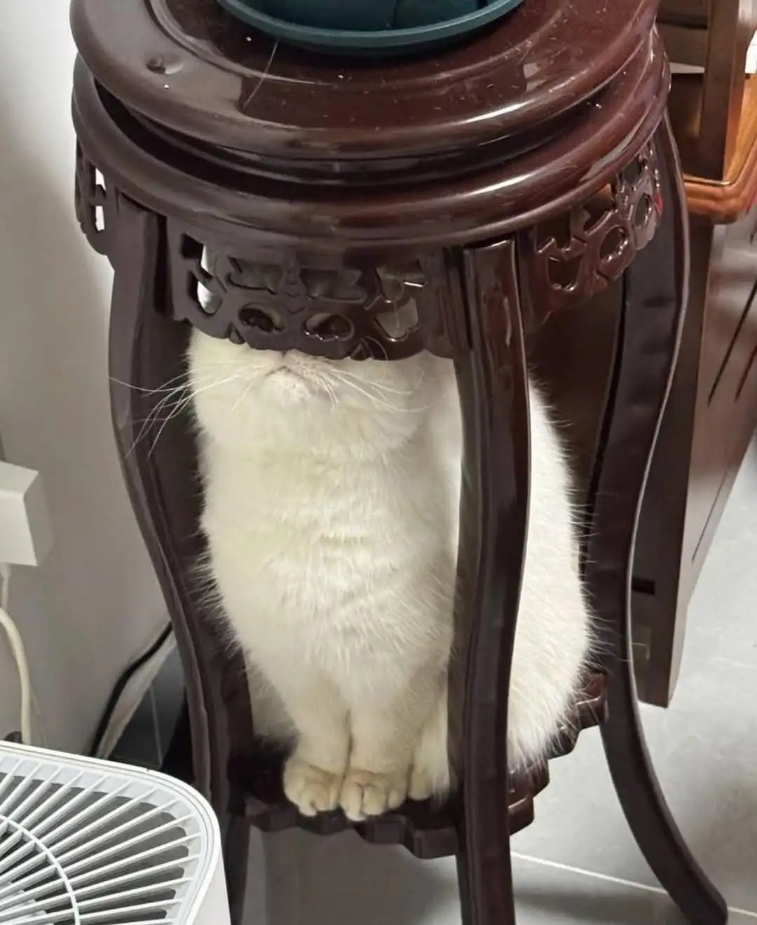 A fluffy white cat is sitting underneath a dark brown wooden table with ornate carved legs, only its head, whiskers, and…
