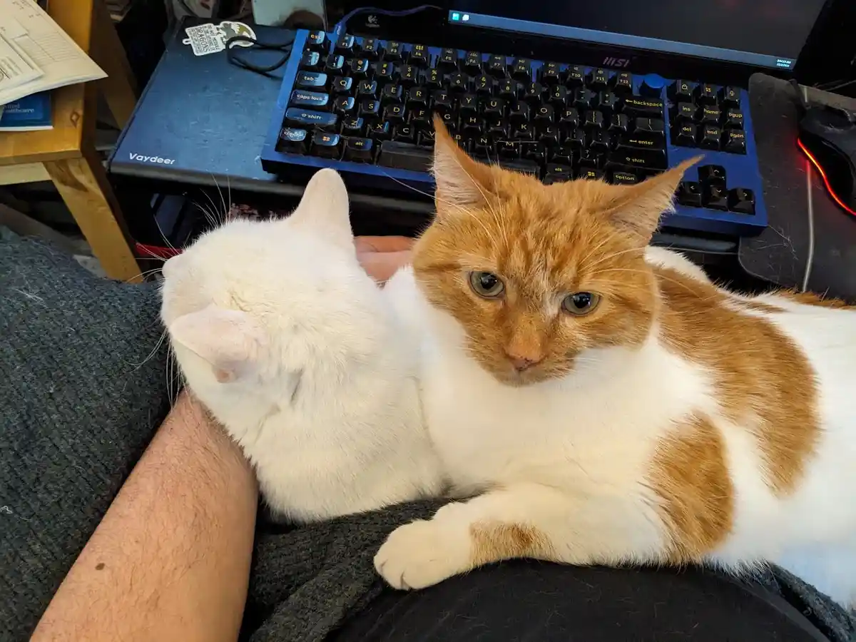 Two cats are resting on a person's lap; one white cat is curled up asleep while the other orange and white cat looks…