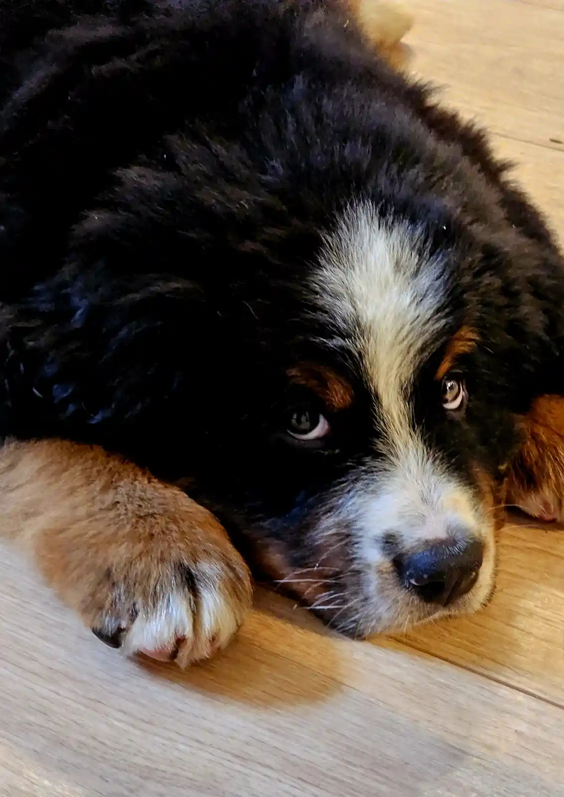 A close-up photo of a fluffy black, white, and tan puppy lying on a light wooden floor, looking directly at the camera with…