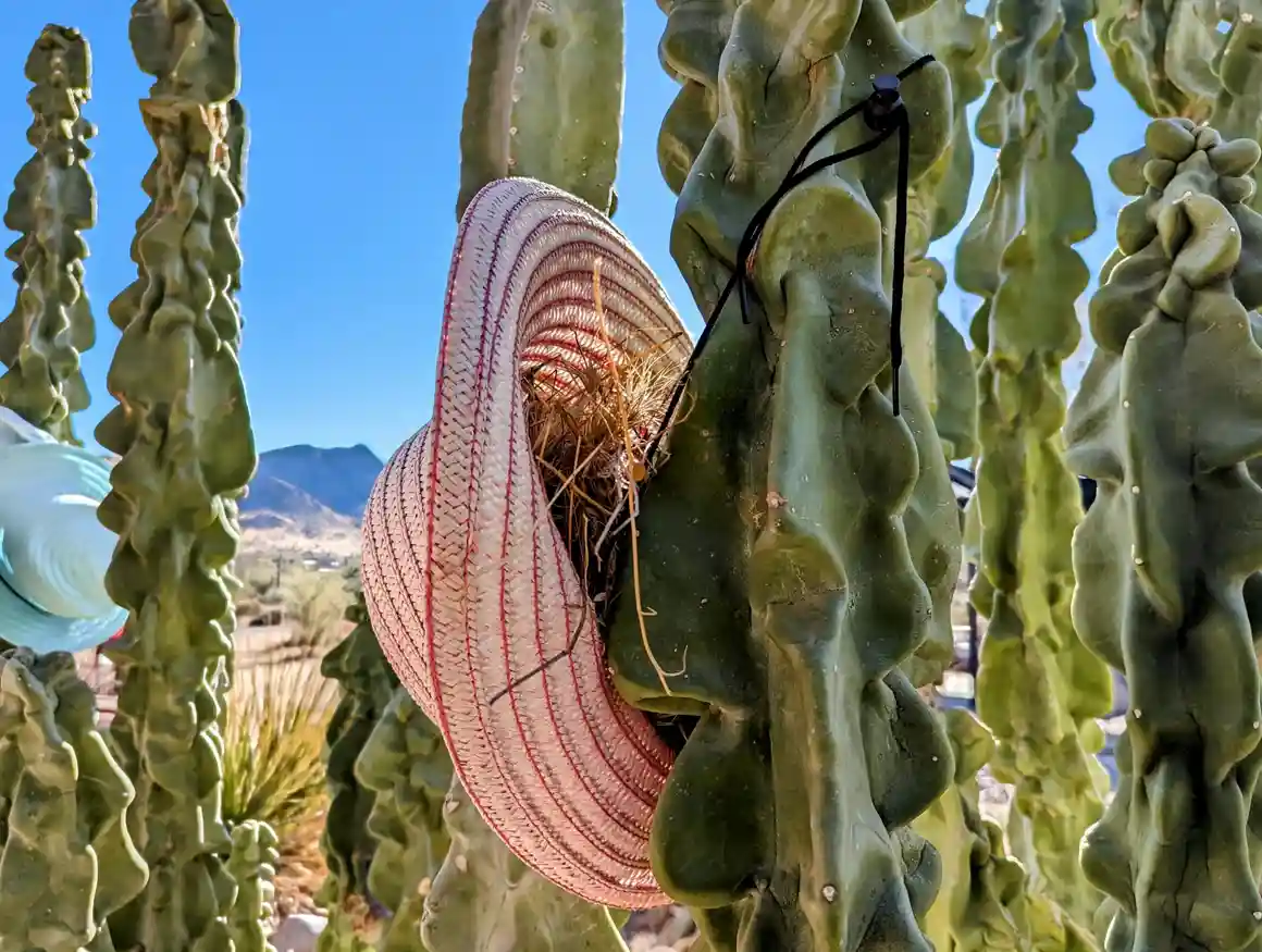 A pink and white woven straw hat with red stripes is stuck on a green, ribbed cactus in a desert landscape under a clear…