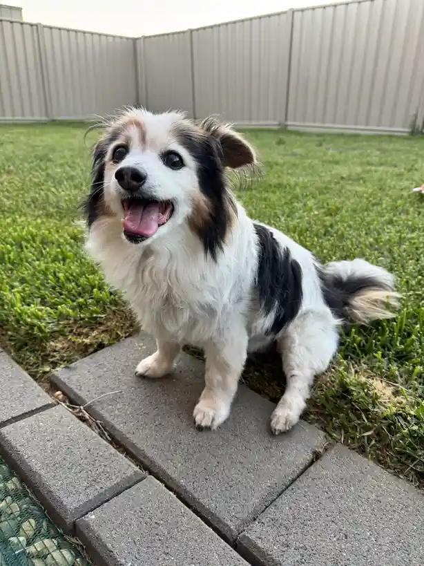 A small, fluffy dog with white, black, and tan fur sits happily on a concrete paver in a grassy backyard, tongue out and…