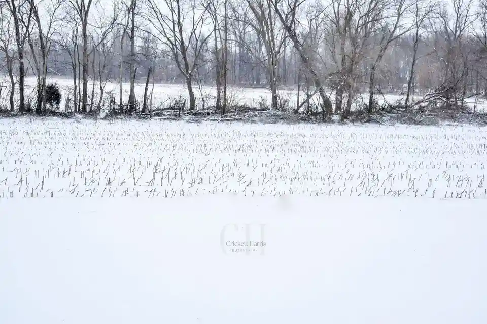 A snowy field with bare trees in the background and snow-covered stubble in the foreground. The image has a watermark for…