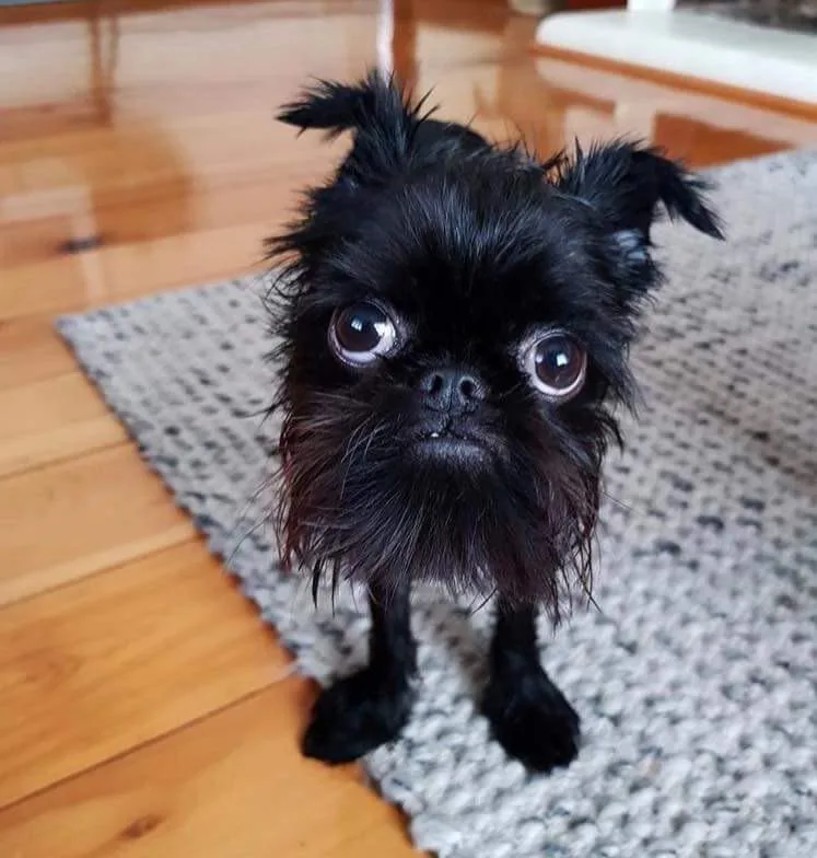 A small black Brussels Griffon dog with shaggy fur and large, expressive eyes stares directly at the camera with a seemingly…