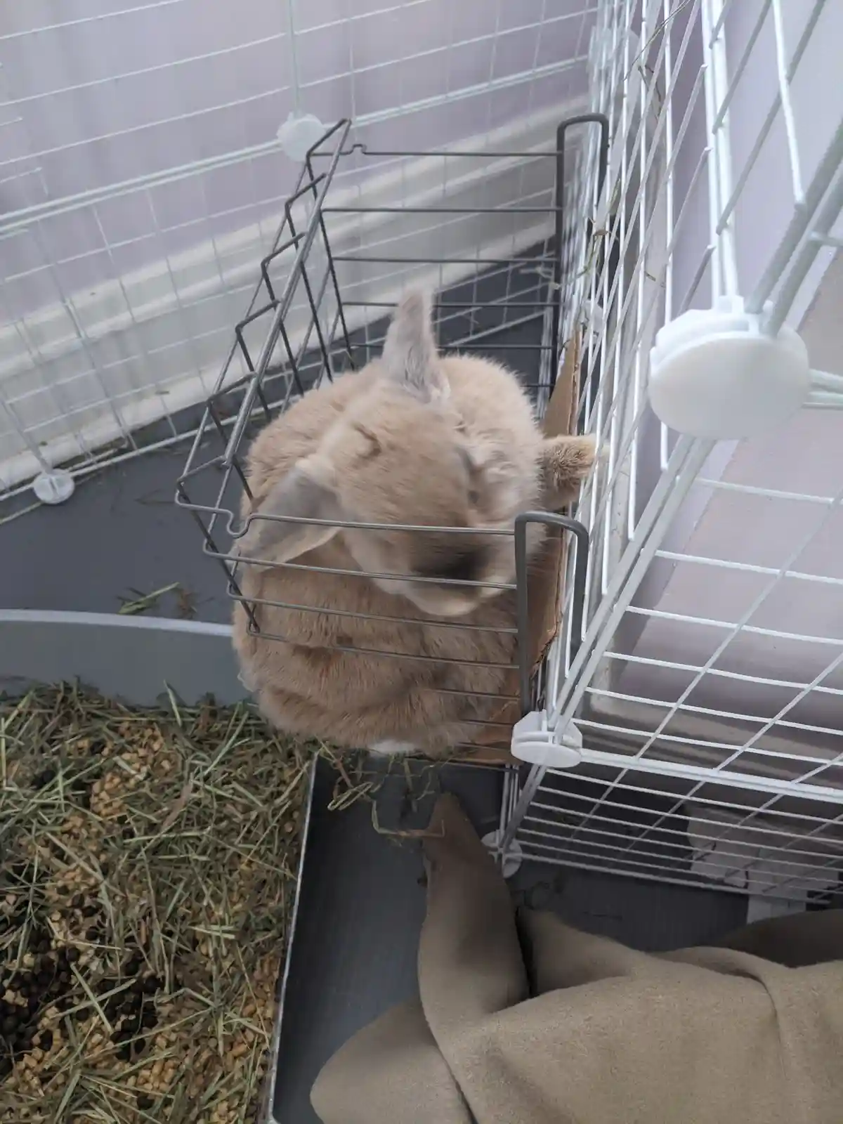 A light brown rabbit with long ears is curled up inside a wire basket feeder attached to the side of its cage, appearing to…