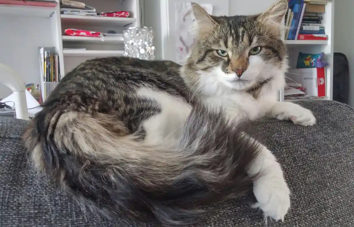 Apparently, I'm on Team Pinecone! Not sure what that means, but here's a stunning cat to enjoy.