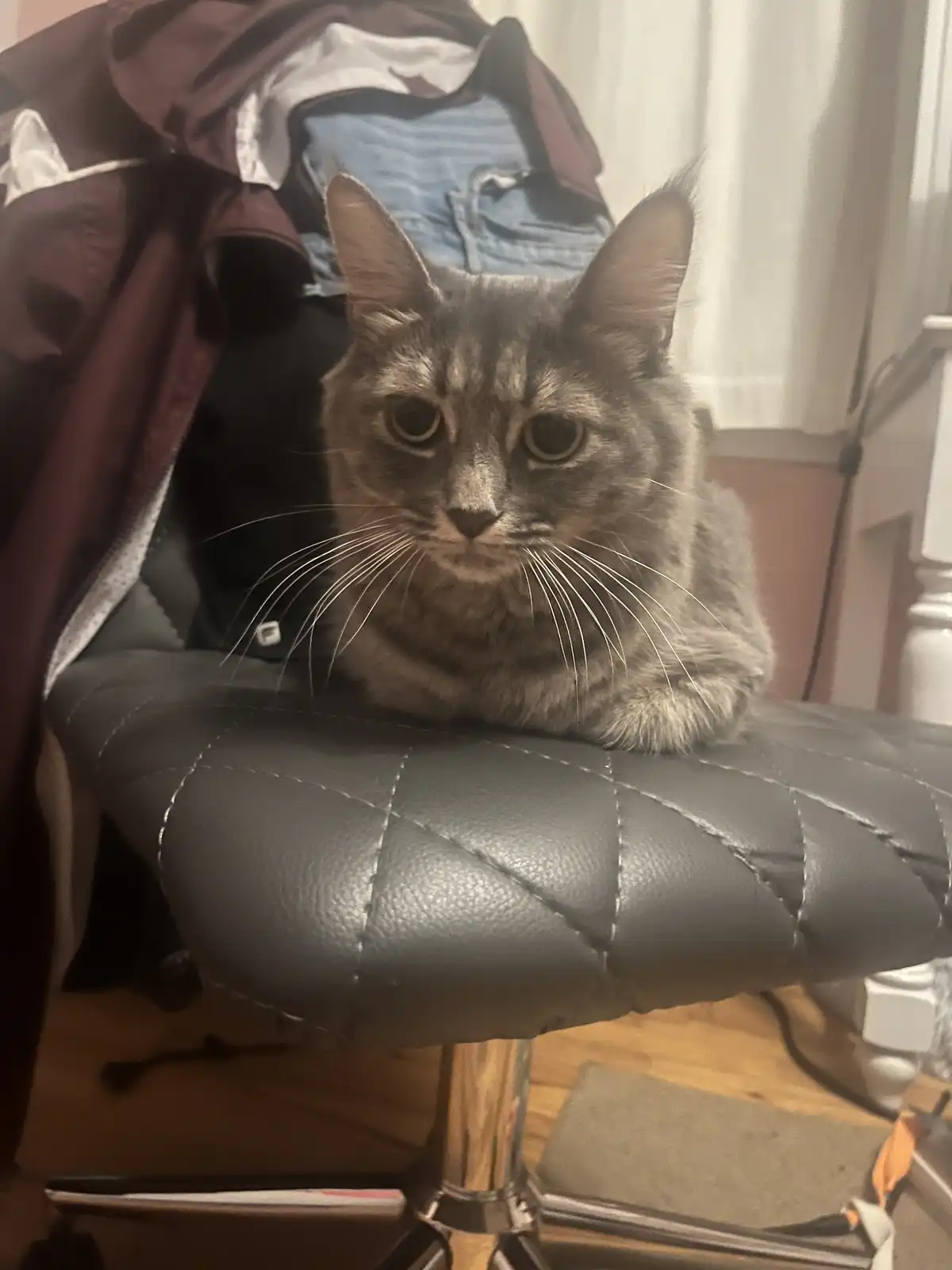 A gray tabby cat with wide, unimpressed eyes sits calmly on a black quilted leather chair, looking directly at the camera…