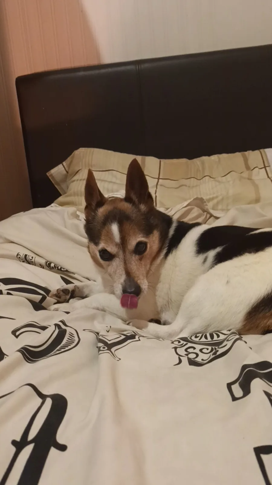 A small tricolor dog with pointed ears lies on a bed with a black and white patterned comforter, its pink tongue sticking…