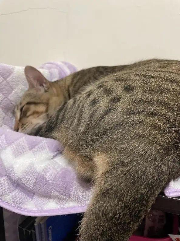 Adorable Cat Shenanigans