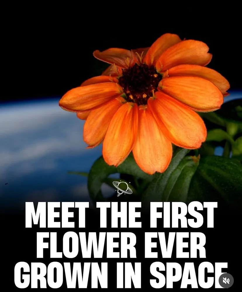 A vibrant orange flower with dark center and green leaves is shown against a blurred background of Earth's blue curve and…