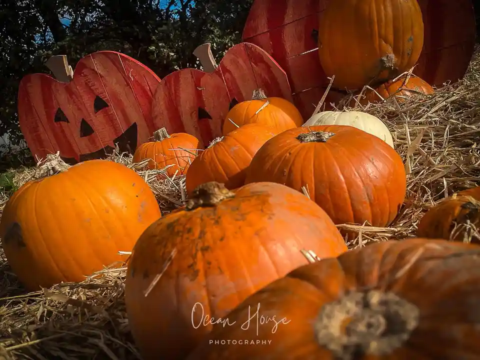 A low-angle photo shows numerous orange pumpkins resting on a bed of straw, with large red wooden jack-o'-lantern cutouts in…