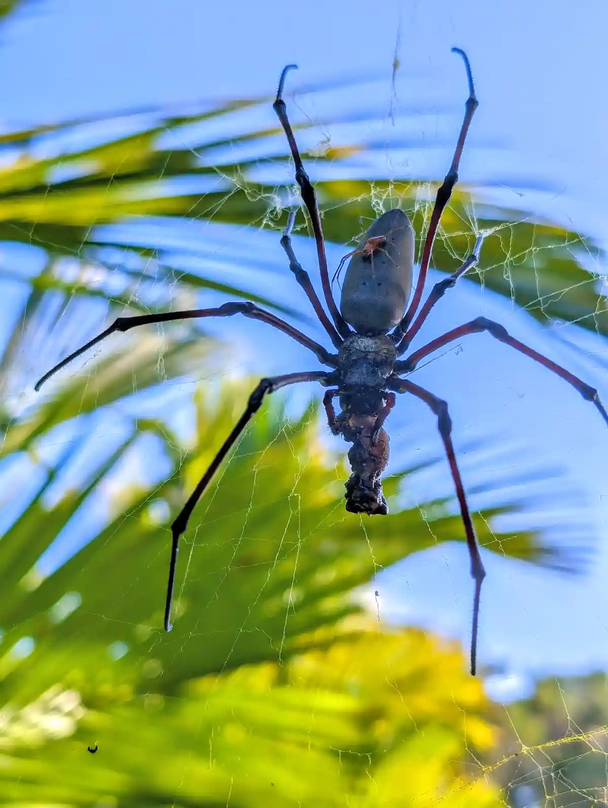A large, dark spider with long legs is centered in a delicate web, holding a captured insect in its fangs. The background…