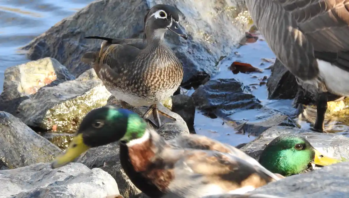 A female wood duck stands prominently on rocks near water, surrounded by several male mallards with their iridescent green…