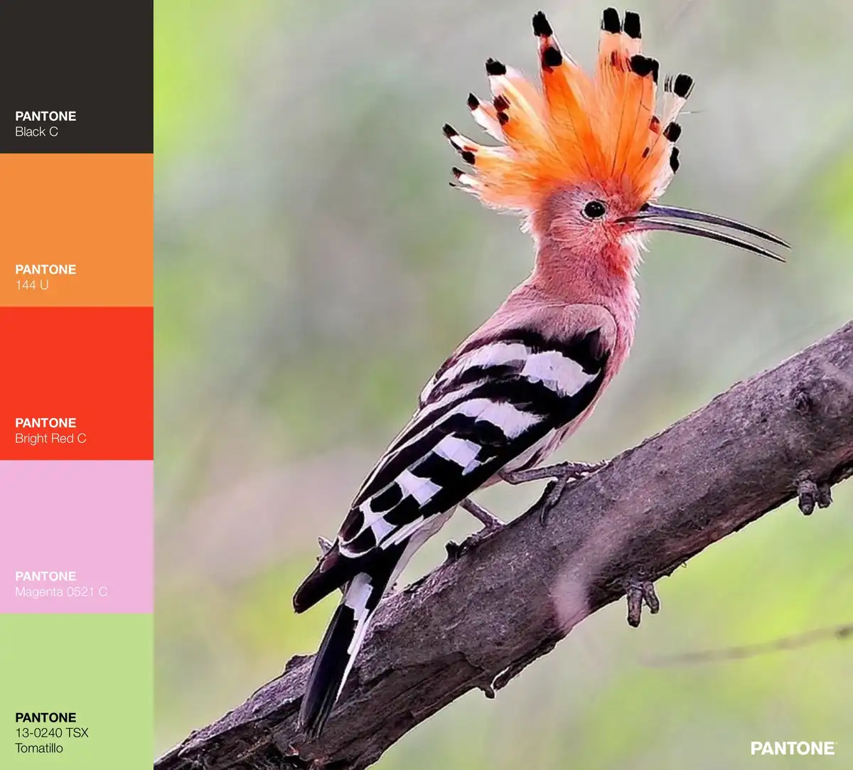 A hoopoe bird with a vibrant orange crest and black-and-white striped wings perches on a tree branch, next to a Pantone…