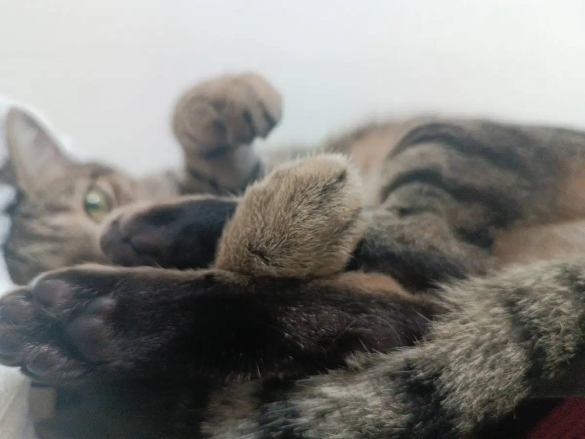 A tabby cat lies on its back with paws up, looking relaxed and slightly sleepy, while overlaid text reads 'i'm not lazy, i'm…