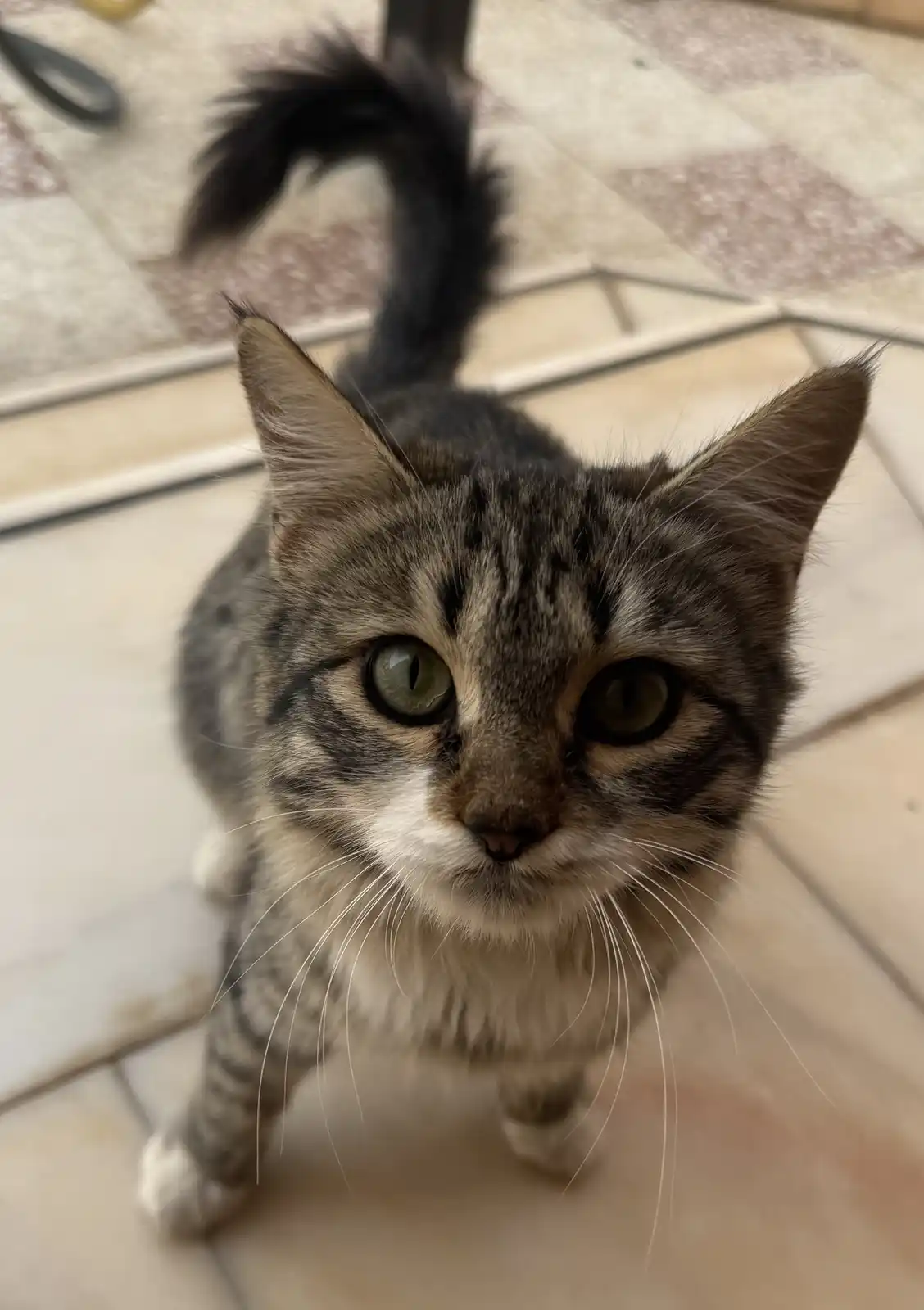A close-up photo of a tabby cat with green eyes and a white chest, looking directly at the camera with a serious expression…