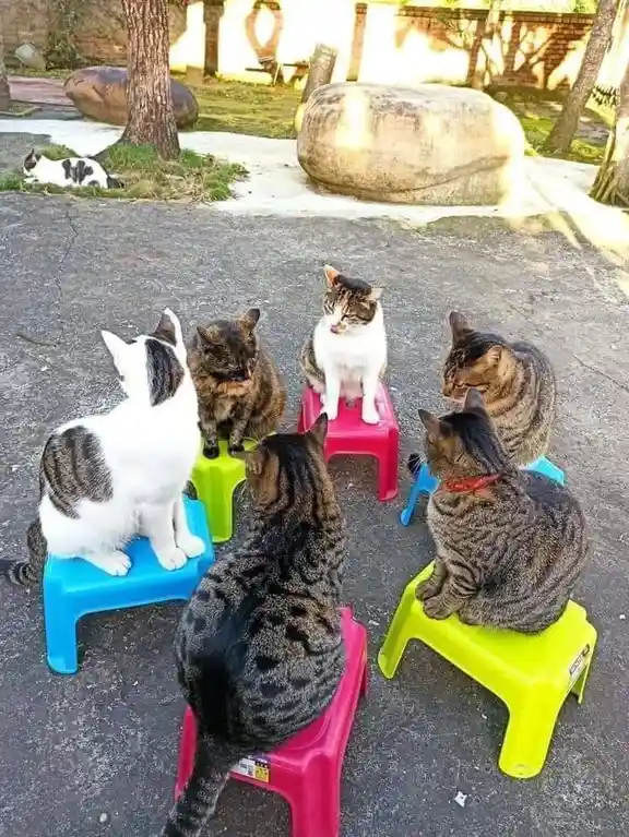 Meet the Adorable Itty Bitty Kitty Committee