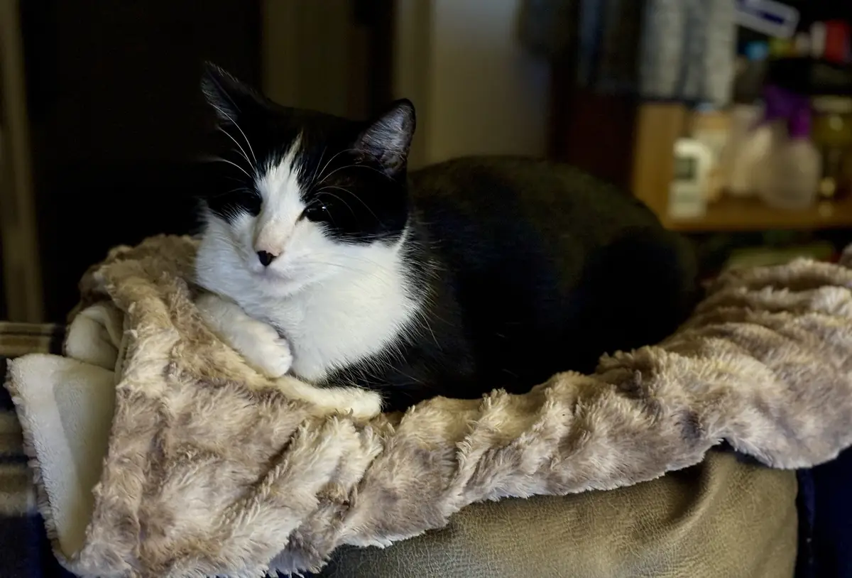 Hoping Karl is Cozy and Comfortable Enough