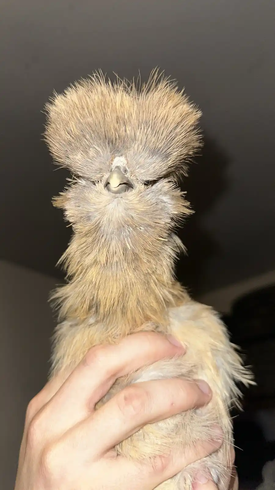 Introducing Turtle the chicken, who may just take his time!
