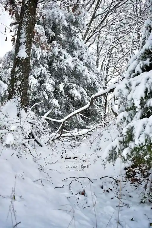A snowy forest scene with evergreen trees heavily laden with snow, bare branches, and a fallen tree trunk in the foreground…