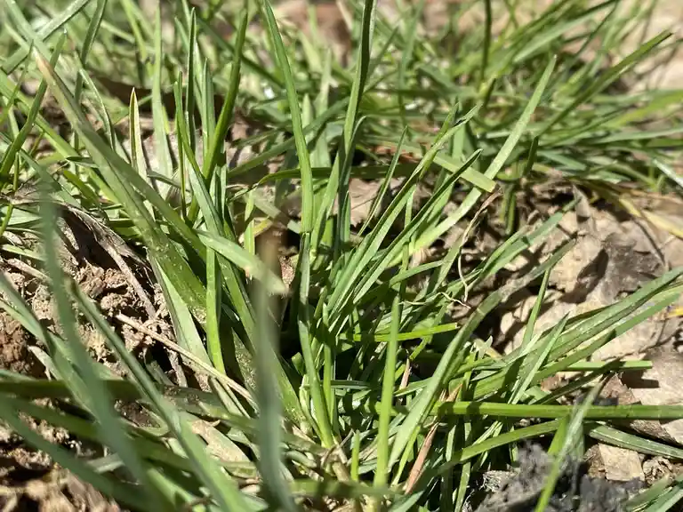 A close-up photo of vibrant green grass blades growing among brown soil and dried leaves, with the overlaid text 'i'm not…
