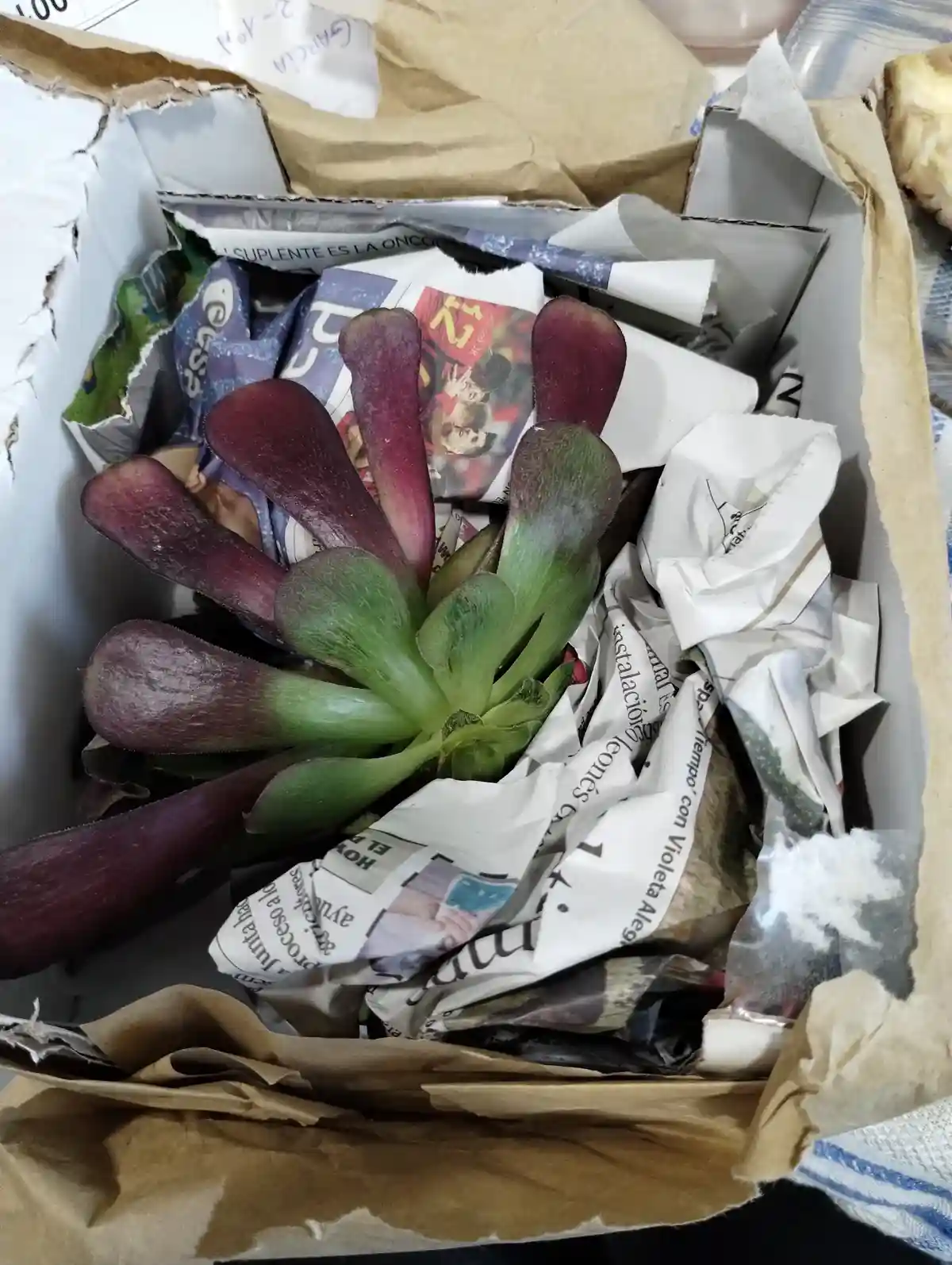 A close-up photo shows a small, rosette-shaped succulent with green and purple leaves nestled in a cardboard box filled with…