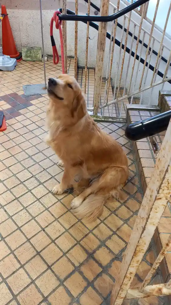 A golden retriever sits patiently on a tiled floor next to a rusty metal staircase railing, looking upward with a calm…