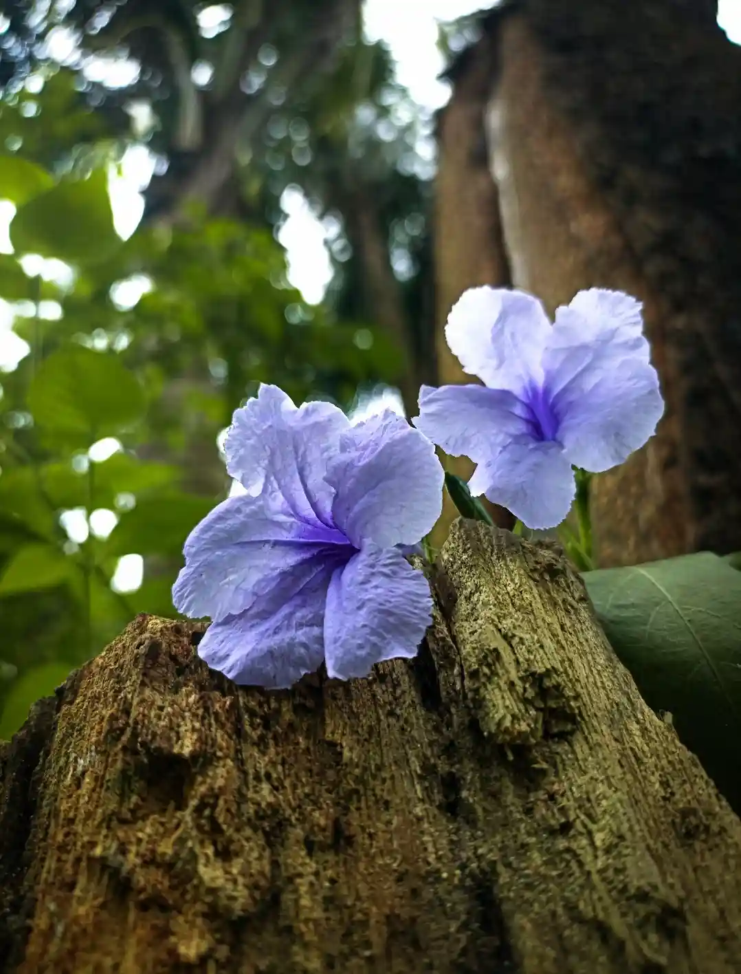 Two delicate purple flowers bloom atop a rough, textured tree stump in a lush green forest setting. The image is overlaid…