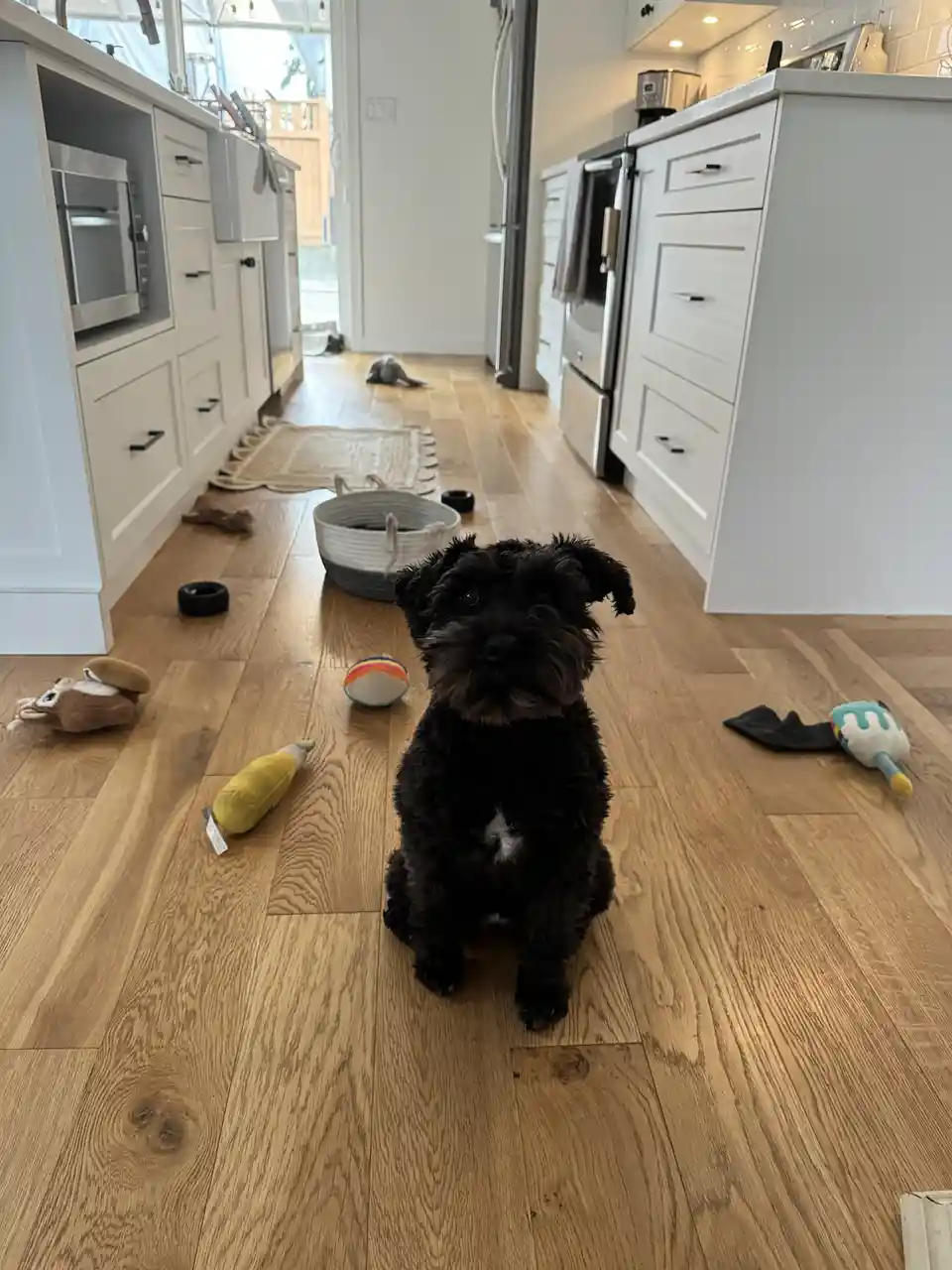 A small black dog with shaggy fur sits on a light wood floor in a modern kitchen, surrounded by scattered dog toys including…
