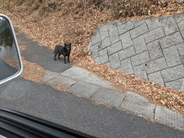 A black dog stands alertly on a paved road next to a stone retaining wall covered in dry leaves, viewed from inside a car…