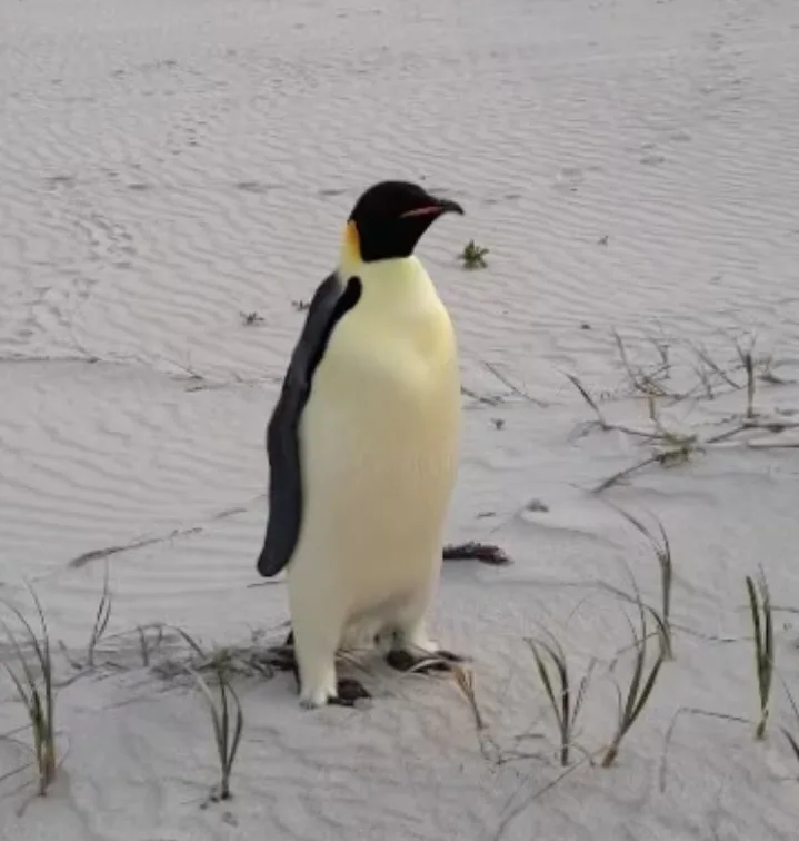 A penguin stands upright on a sandy beach with sparse grass, looking slightly confused or lost. The image has text overlaid…