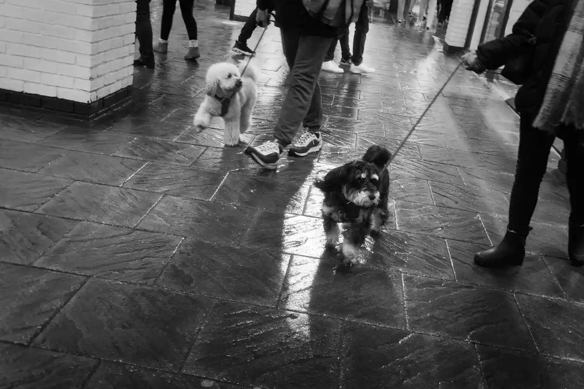 A black-and-white photo shows two small dogs on leashes walking on a wet, tiled sidewalk with their owners. One dog is…