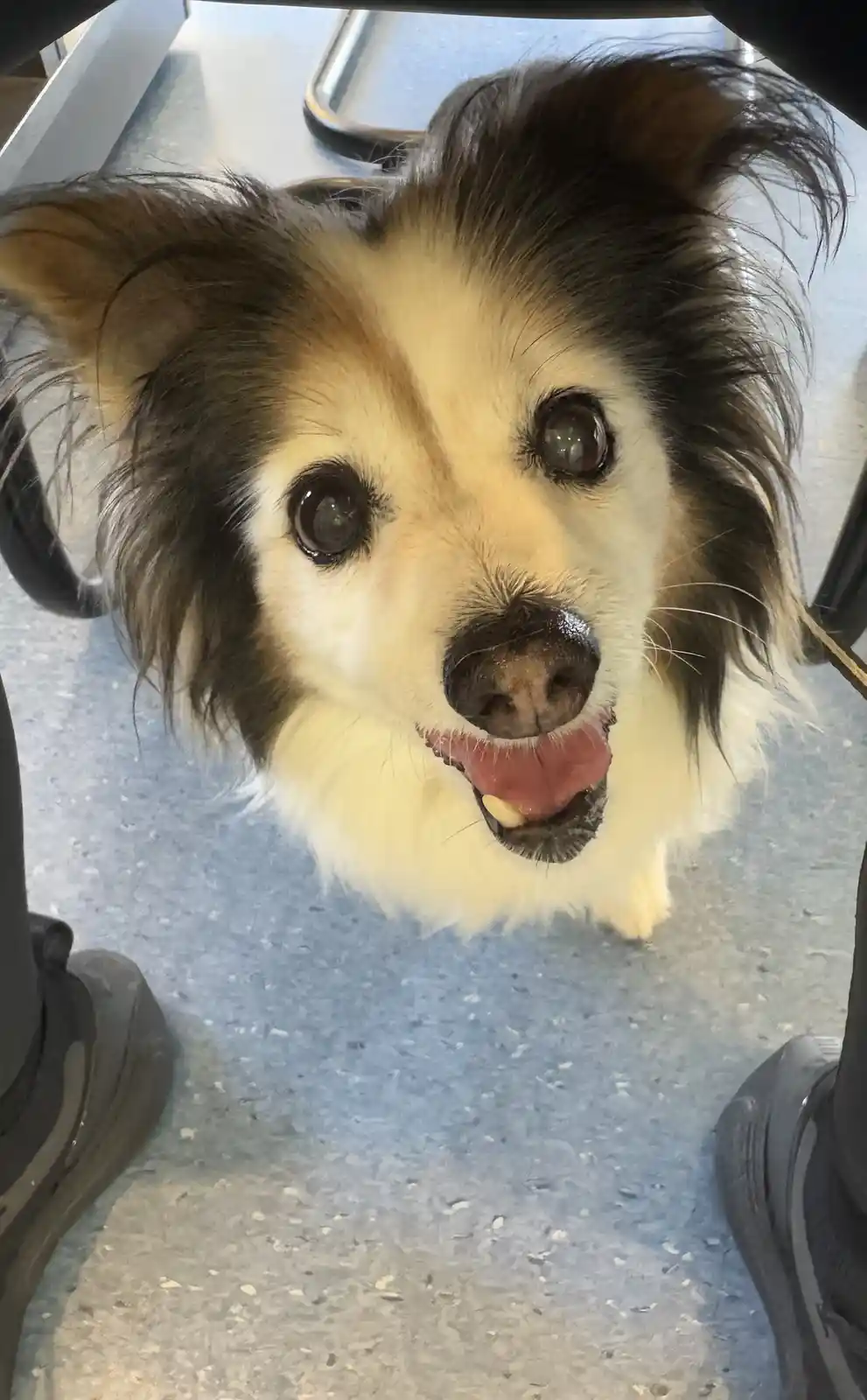 Daily dose of my adorable dog Panko!